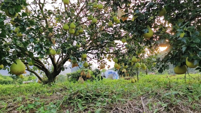 沙田柚场种植基地柚子树林山顶上的容县柚子