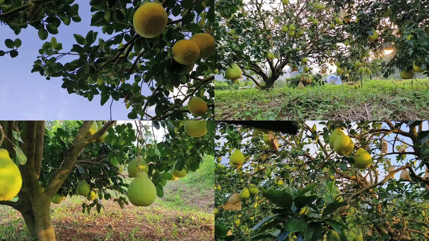 沙田柚场种植基地柚子树林山顶上的容县柚子