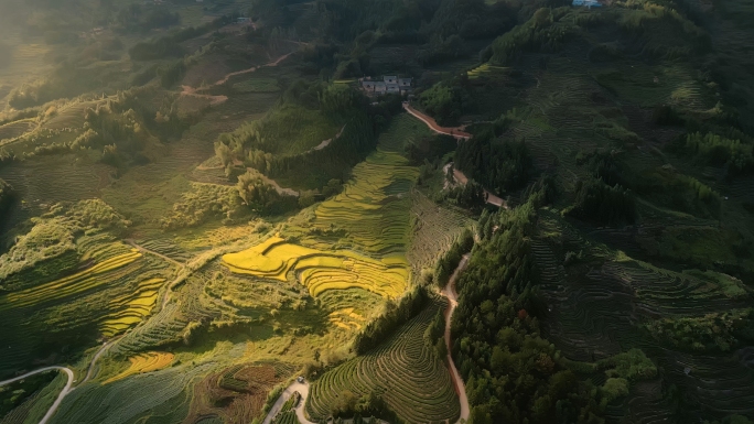 茶山云海茶实拍园茶园风光雾茶山茶文化茶道