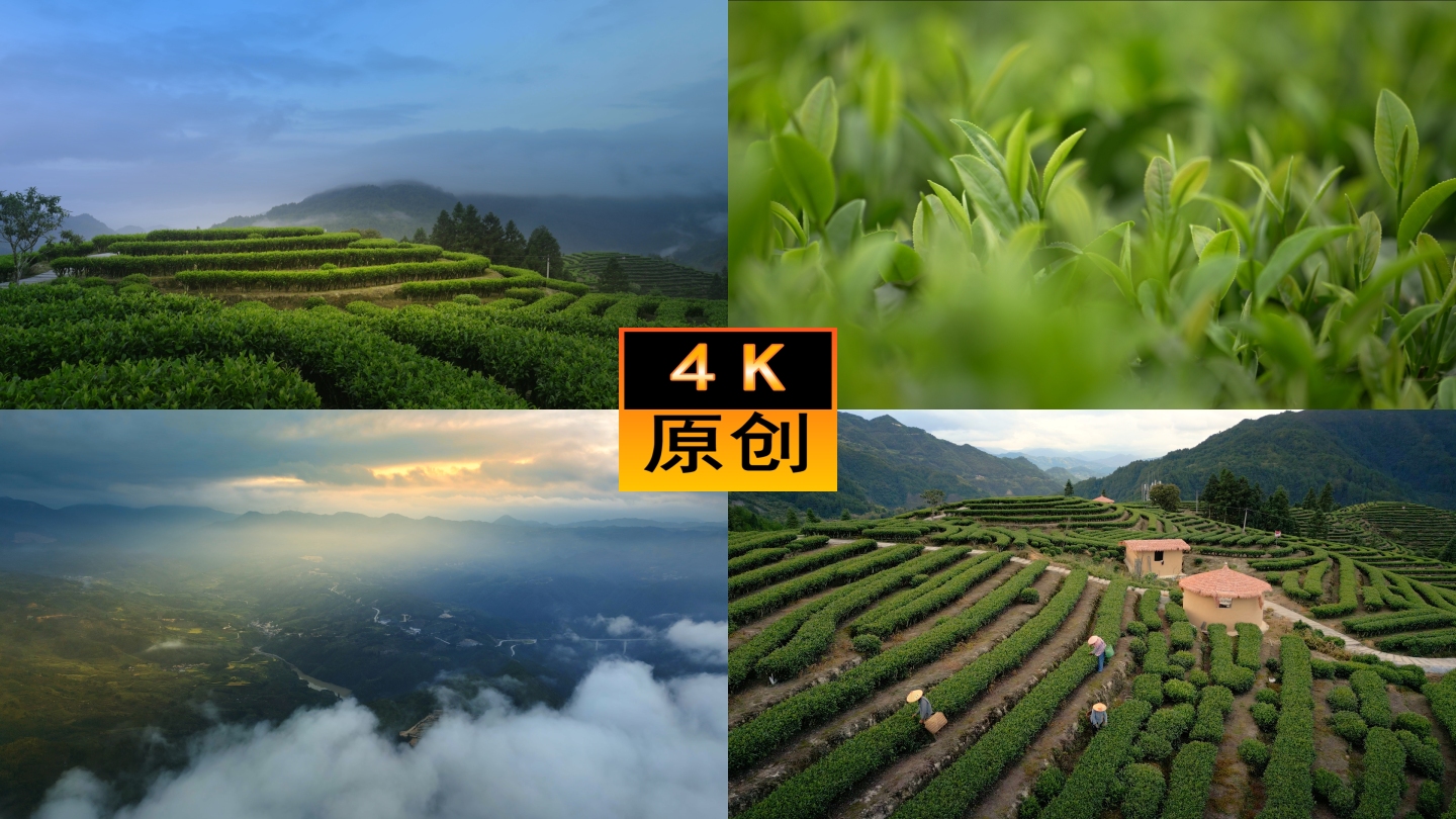 茶山云海茶实拍园茶园风光雾茶山茶文化茶道