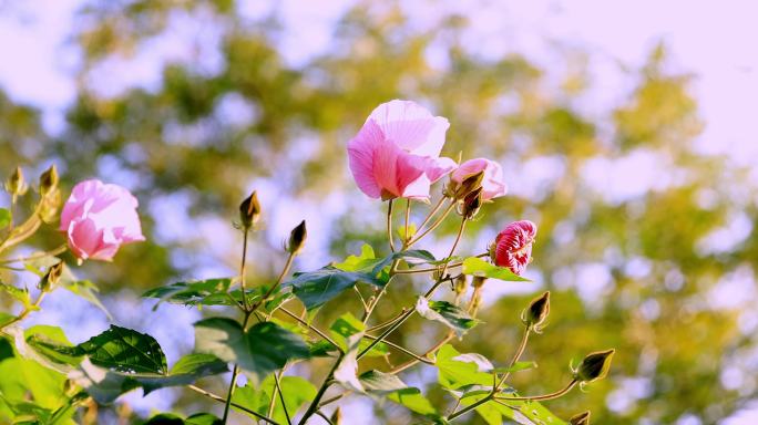 芙蓉花 木莲 4k升格慢镜