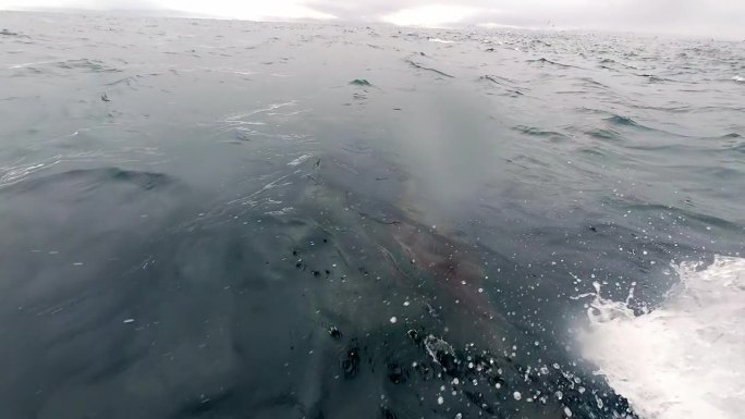 白边海豚在船头尾流上冲浪