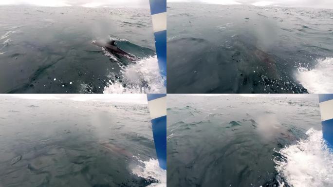 白边海豚在船头尾流上冲浪