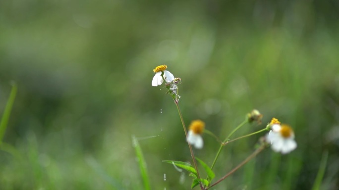 美丽的黄芪花在田野的边缘盛开，露珠和有毒的蜘蛛网