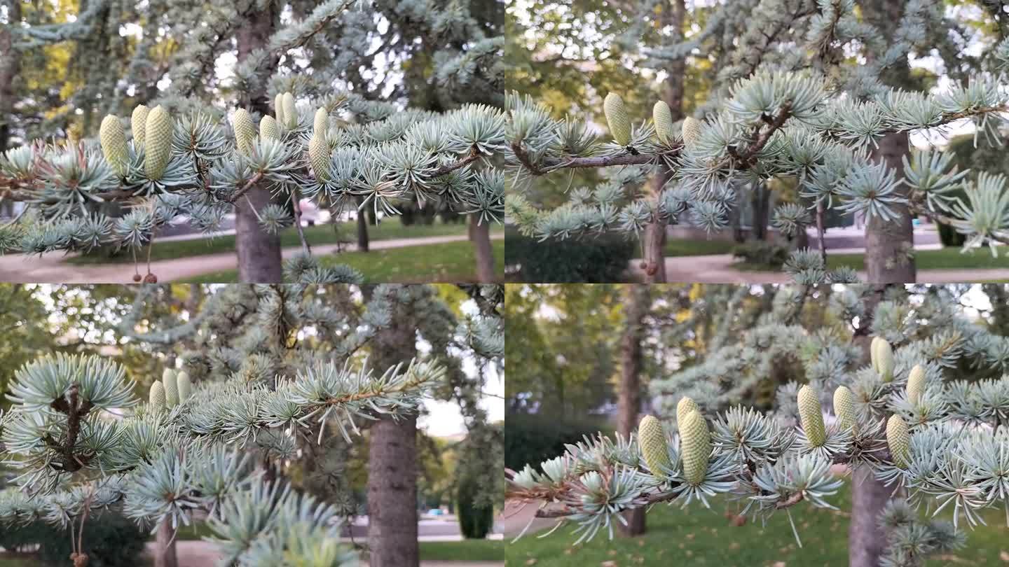 明亮的浅蓝色云杉针叶，有大雄花用于授粉。古老的常青树具有独特的性质和结构，在许多行业中都有应用
