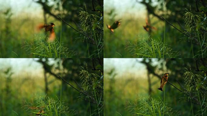 五颜六色的鸟从坦桑尼亚的一根树枝上飞下来