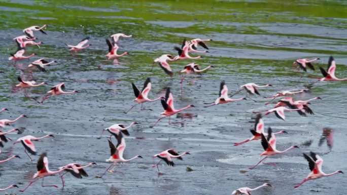 在坦桑尼亚的一个自然公园里，一群火烈鸟飞过一片沼泽地