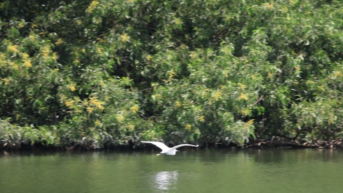 生态湿地里的白鹭，大白鹭