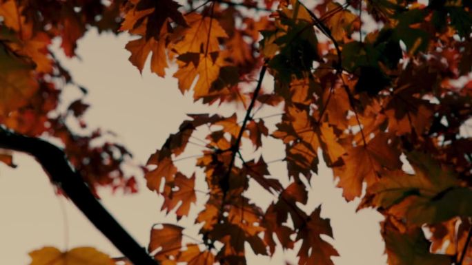 秋天的宁静:凤凰树向上拍摄，阳光和蓝天透过树叶，树叶在风中飞舞