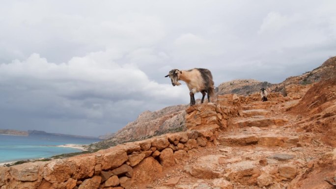 山羊跑酷沿着巴洛斯海滩的楼梯爬下窗台。希腊克里特岛。