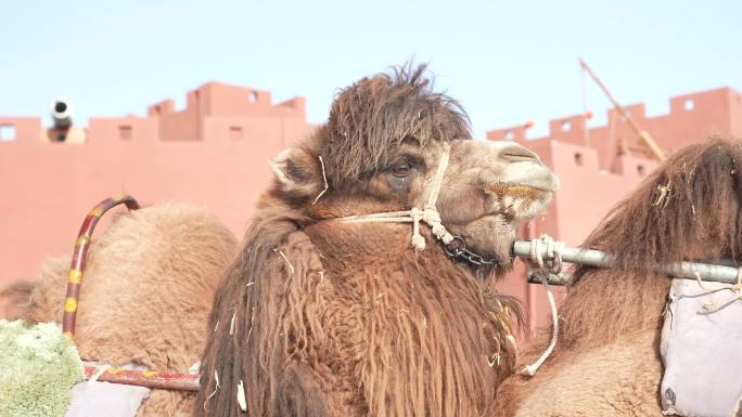 4K骆驼近景素材