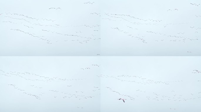 在坦桑尼亚的一个自然公园里，一群火烈鸟飞过蓝天