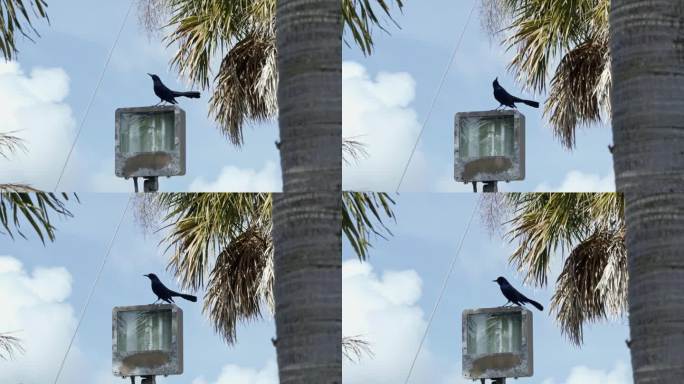 在一个温暖阳光明媚的夏日，一只美丽的黑色船尾白头鸦栖息在热带巴哈马群岛的一盏路灯上，周围是异国情调的