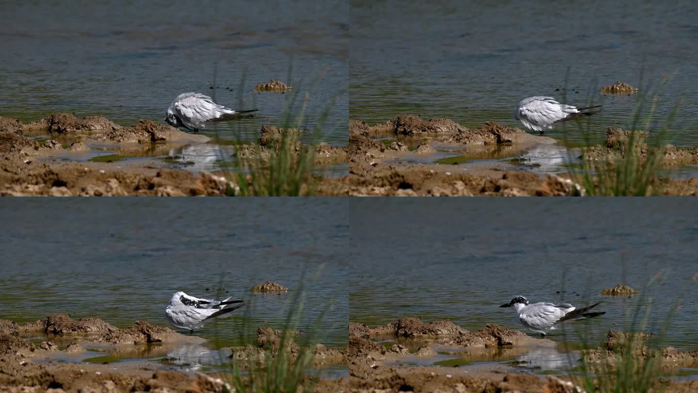 里海燕鸥一只鸟在湖岸上清理羽毛。慢动作