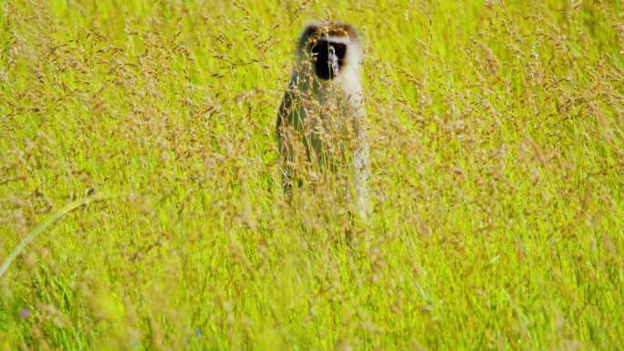 一只长尾猴在草丛中好奇地偷看