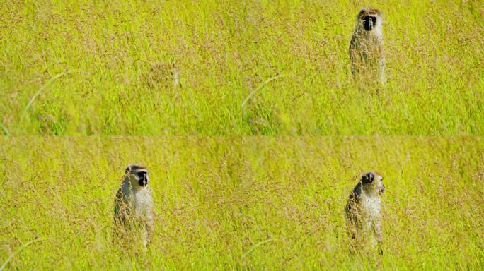 一只长尾猴在草丛中好奇地偷看