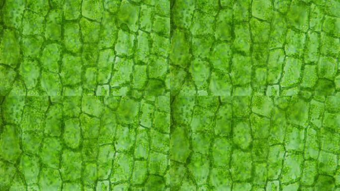郁郁葱葱的绿色植物和充满活力的细胞的特写。适合科学研究和艺术创作。发现自然之美