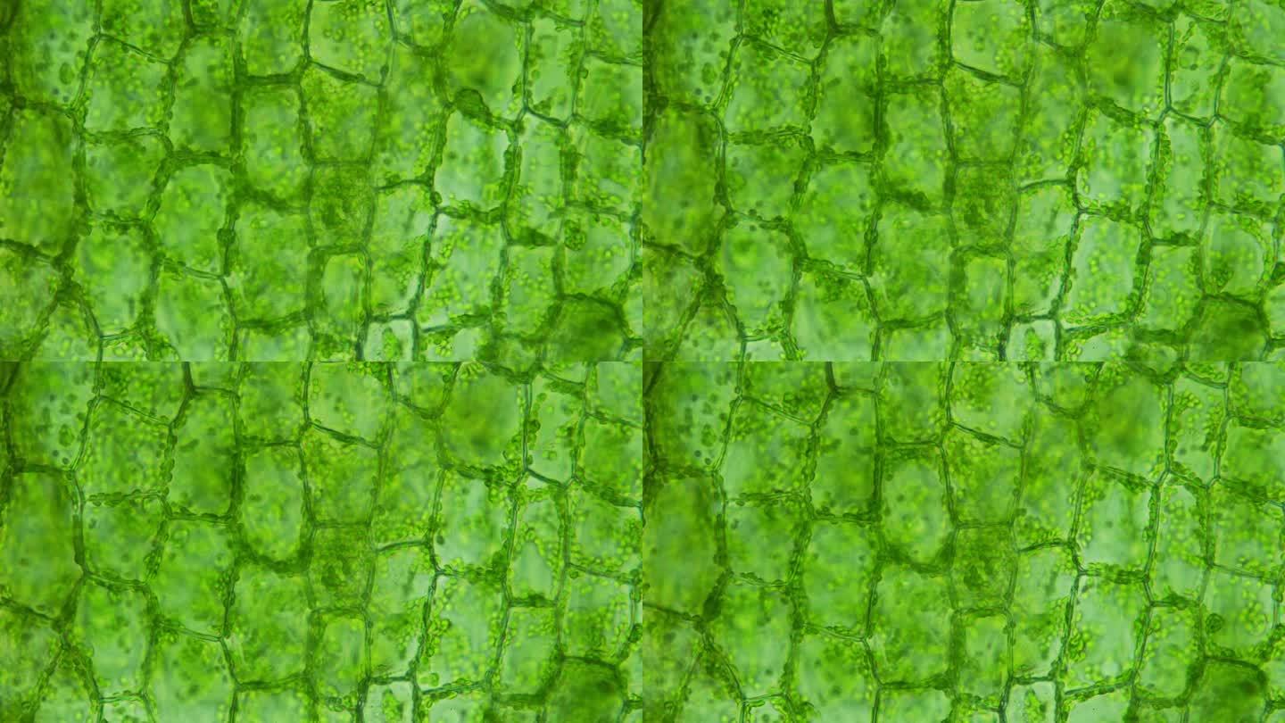 郁郁葱葱的绿色植物和充满活力的细胞的特写。适合科学研究和艺术创作。发现自然之美