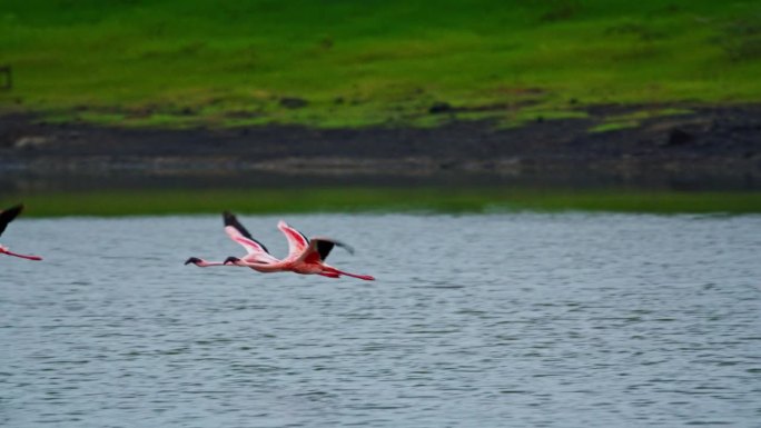 在坦桑尼亚的一个自然公园里，几只火烈鸟飞过沼泽地