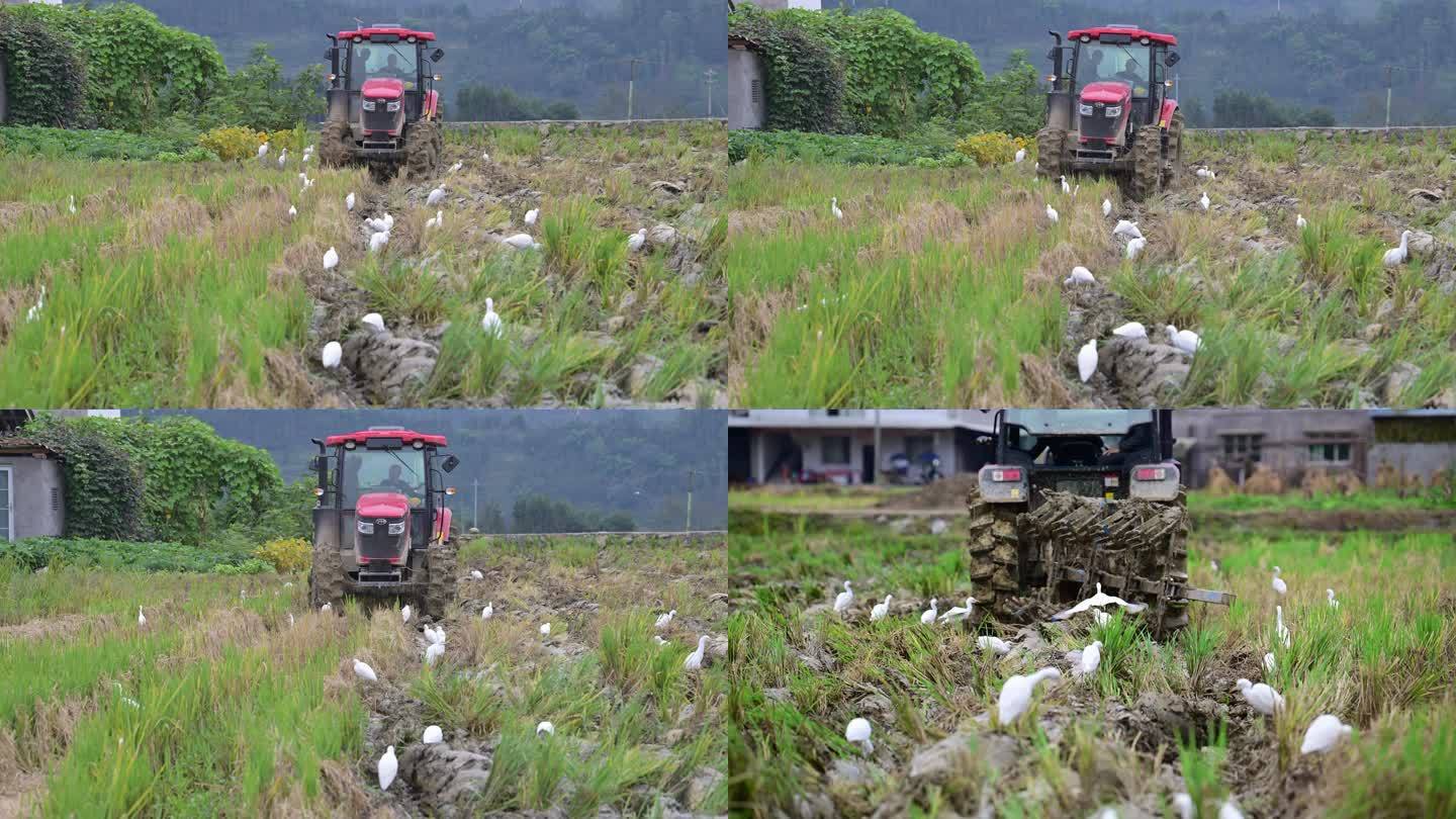 小春播种稻田耕耘白鹭觅食人与自然