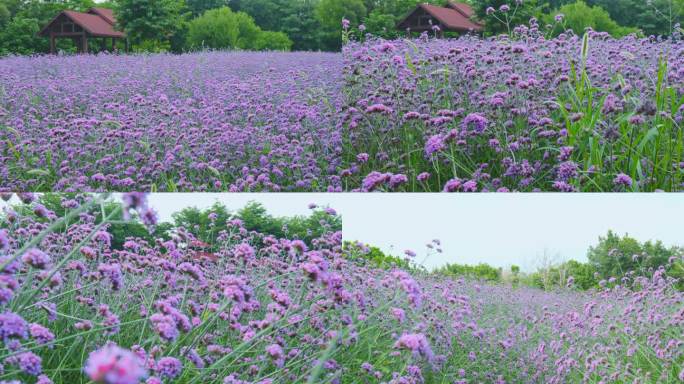 公园里的马鞭草花海