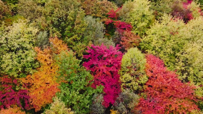 秋天红叶五彩森林秋季小溪溪流枫叶红叶