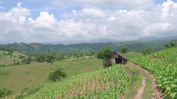 烟草园田生长季节时采用高地梯田法。