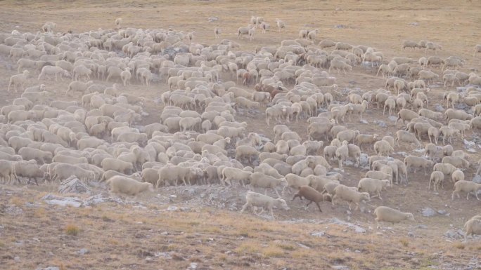 一群穆拉诺羊在阿尔卑斯山的野生景观中，为羊毛和肉而繁殖