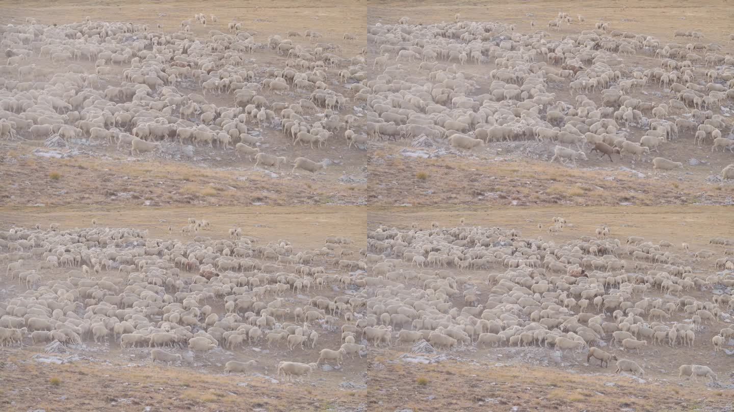 一群穆拉诺羊在阿尔卑斯山的野生景观中，为羊毛和肉而繁殖