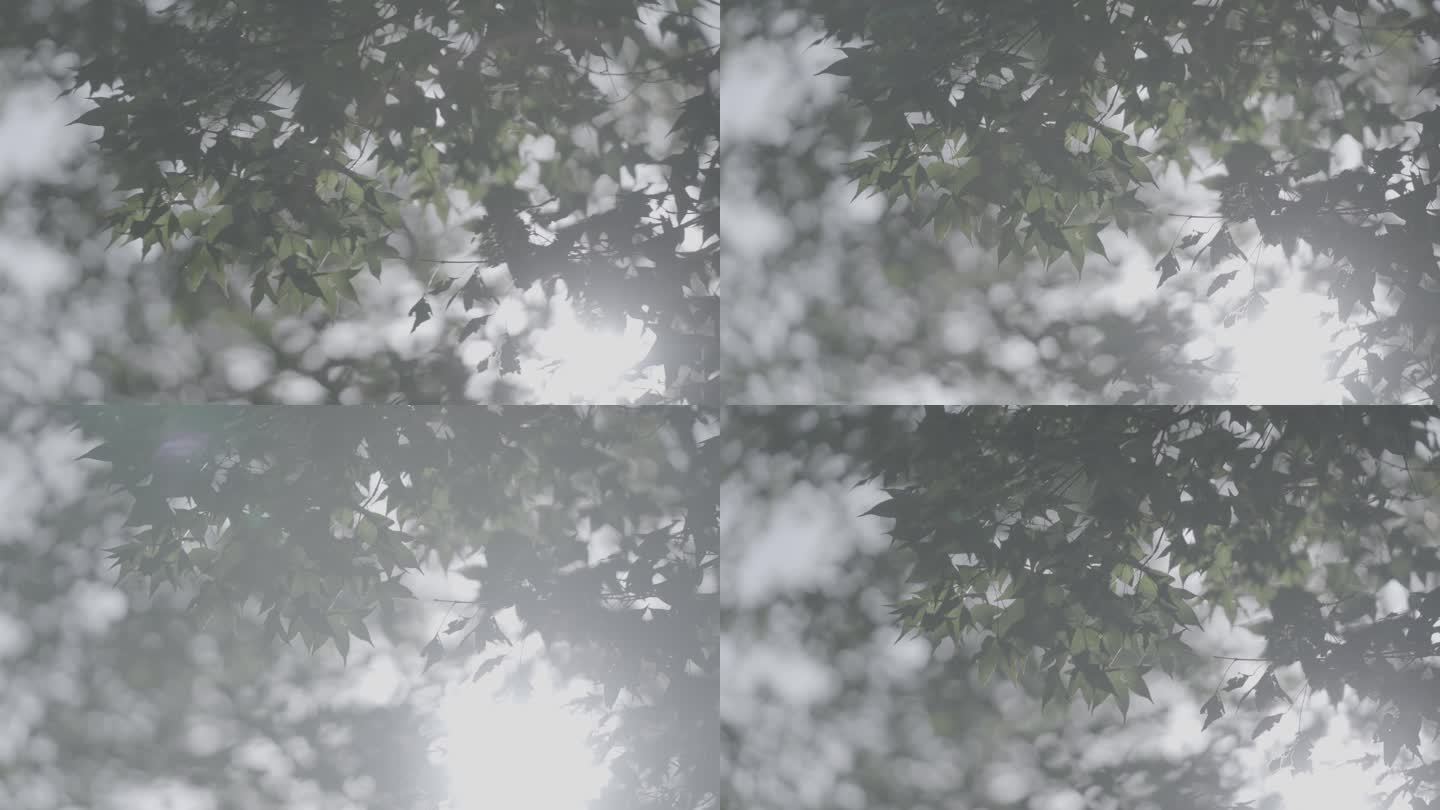 树荫阳光
