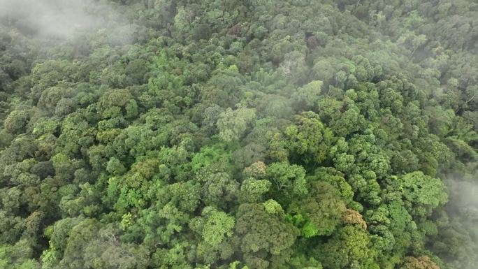 热带雨林山上的薄雾。热带森林可以增加空气中的湿度，通过光合作用从大气中吸收二氧化碳，并将碳储存在树干