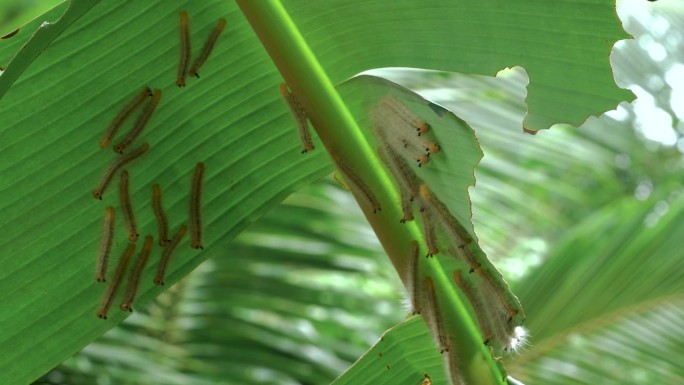 许多毛毛虫在树上吃香蕉叶的4k视频