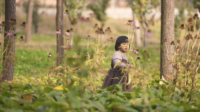 小孩摘花 花丛中摔倒