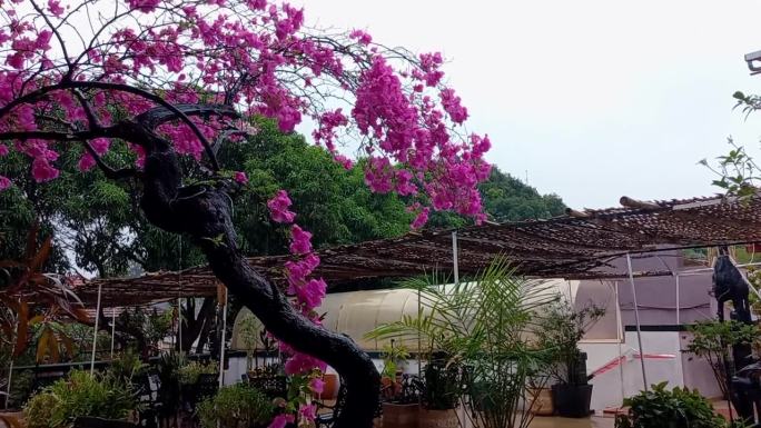 在一个下雨天，一个有着粉红色九重葛植物的露台