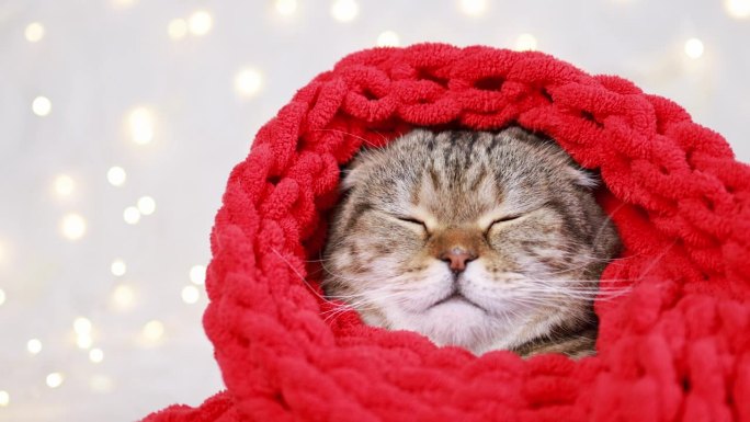 一只裹着红毯子的猫在散景的背景下打瞌睡。