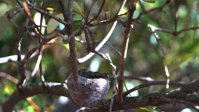 小威利鹡鸰，白斑海马雏鸟栖息在树枝上的杯状巢中，有领地意识和保护意识的母亲给孩子们带来食物并守卫家园