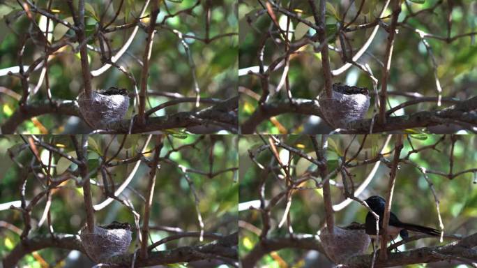 小威利鹡鸰，白斑海马雏鸟栖息在树枝上的杯状巢中，有领地意识和保护意识的母亲给孩子们带来食物并守卫家园