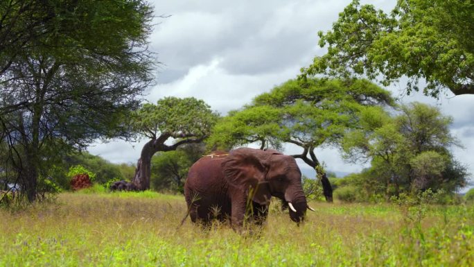 坦桑尼亚大草原上，一头非洲象正在吃草