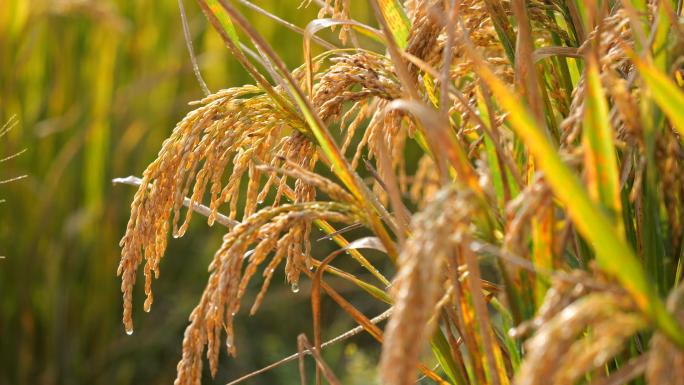 水稻 稻谷大米 水珠丰收
