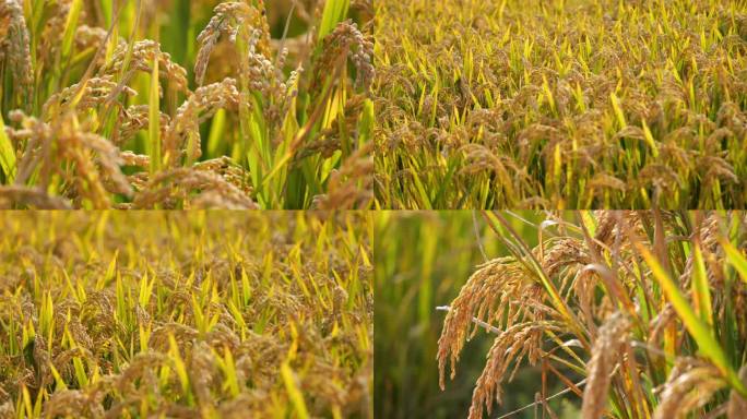 水稻 稻谷大米 水珠丰收