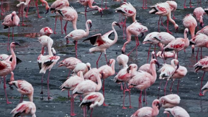 在坦桑尼亚的一个自然公园里，一群火烈鸟在水中涉水