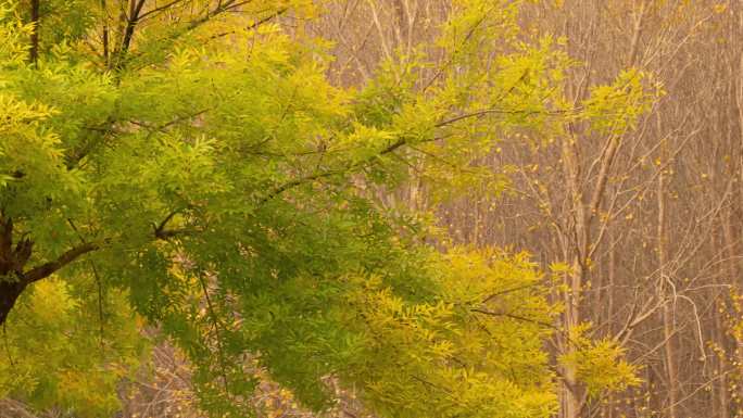 黄叶秋季树木