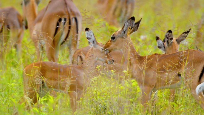 一群黑斑羚在坦桑尼亚的绿地上吃草