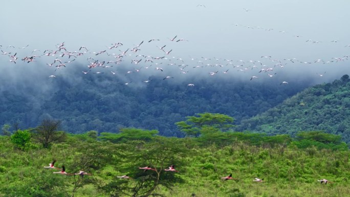 在坦桑尼亚的一个自然公园里，一群火烈鸟飞过热带森林