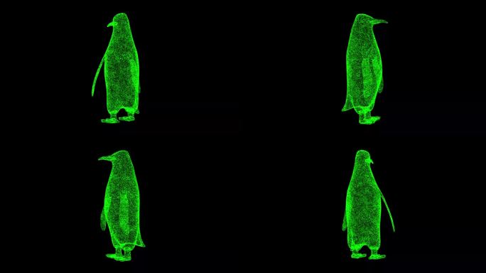 3D企鹅在黑色背景上旋转。动物园公园概念。野生动物。商业广告背景。用于标题，文本，演示。3d动画60