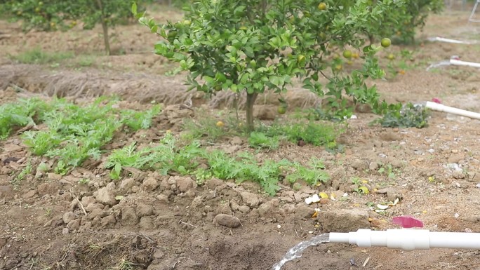 漫灌设施 柑树浇灌 灌溉