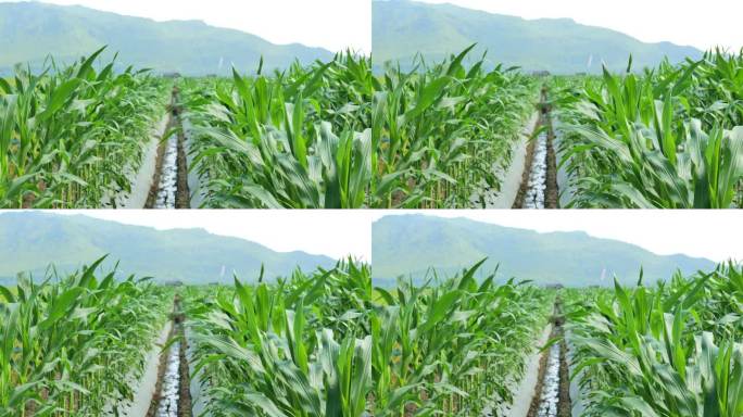 印度尼西亚农村，覆盖了地膜的玉米田。地膜可以控制水分和土壤结构，减少杂草生长。背景是青山和晴空。