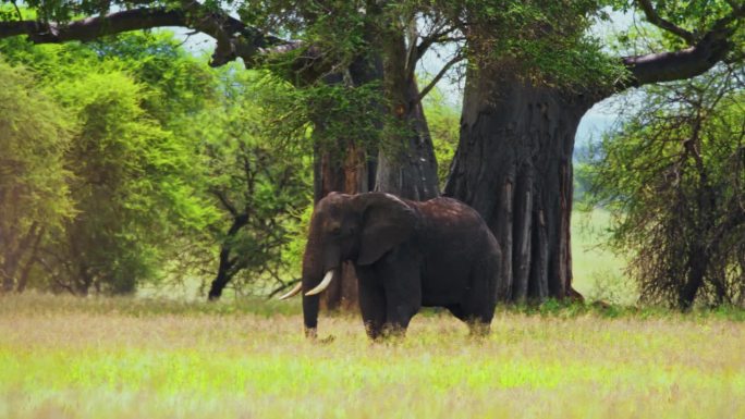 在坦桑尼亚的大草原上，一头非洲象正在用鼻子吃草