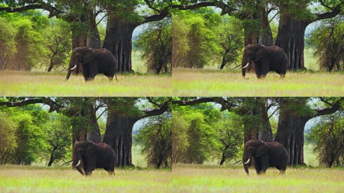在坦桑尼亚的大草原上，一头非洲象正在用鼻子吃草