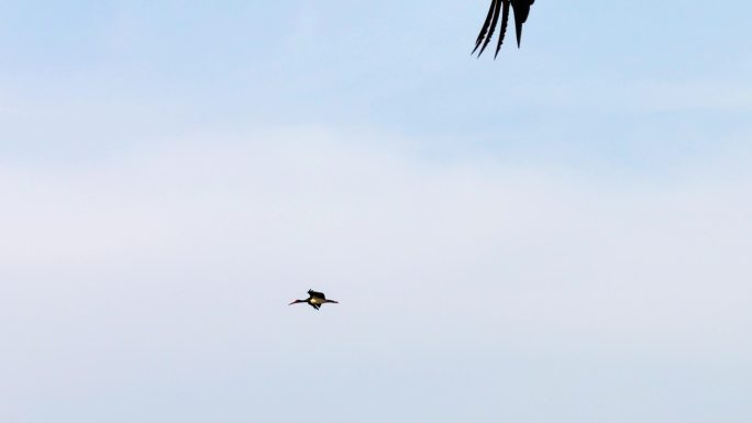 黑鹳飞行航拍